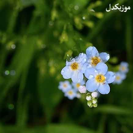 دانلود آهنگ مازندرانی امروز چند روزه که بی نازنینم