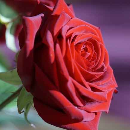 دانلود اهنگ اینجا چش تو چش کنی دعوا میشه