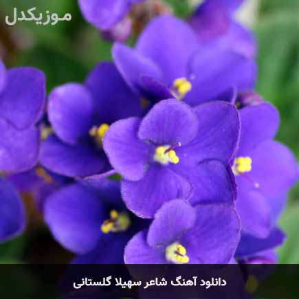 دانلود اهنگ شاعر سهیلا گلستانی