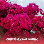 دانلود آهنگ کودکانه پیرهنت مثل پری راه میری و دل میبری