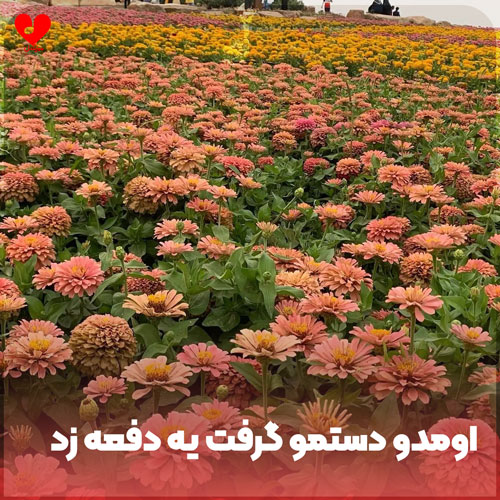 دانلود آهنگ اومدو دستمو گرفت یه دفعه زد زیر دلش از نیما